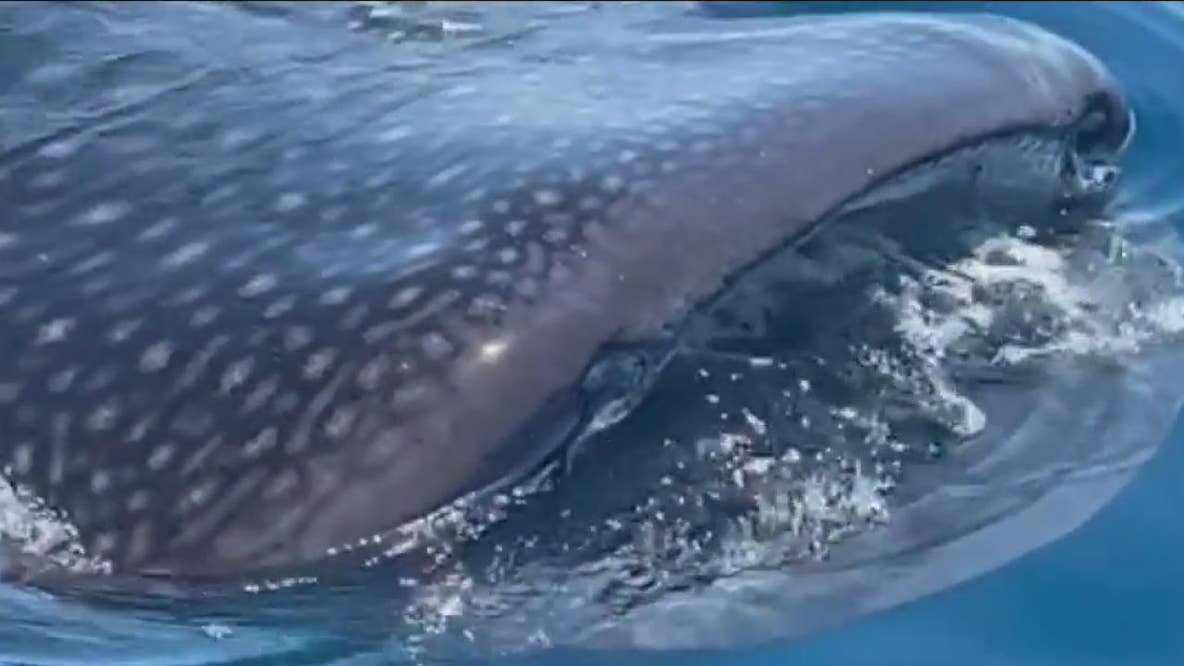 Whale shark spotted off Sarasota coast